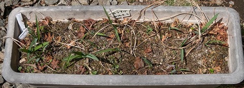 20180413yusuge_planter_5y_A_20140411-01.jpg