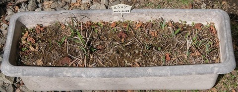 20180413yusuge_planter_6y_A_20130423-01.jpg