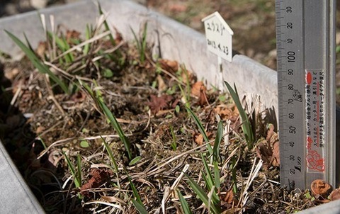 20180413yusuge_planter_6y_A_20130423-02.jpg