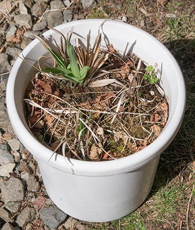 20180413yusuge_pot_9y_B01.jpg