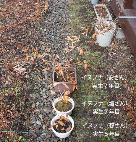 20180415inubuna_57y_an_dan_son_01.jpg
