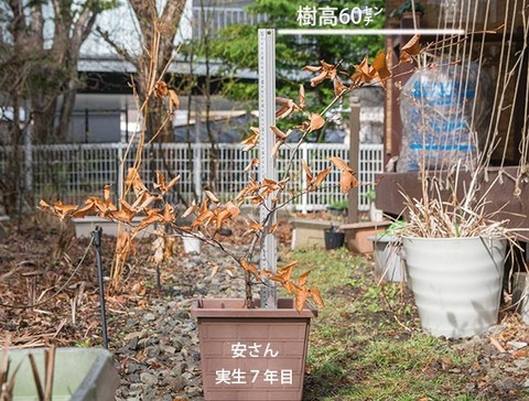 20180415inubuna_7y_an_01.jpg