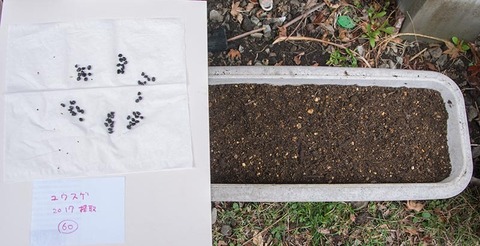 20180415yusuge_planter_1y_A2017seed01.jpg
