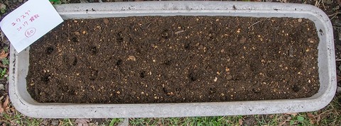 20180415yusuge_planter_1y_A2017seed02.jpg