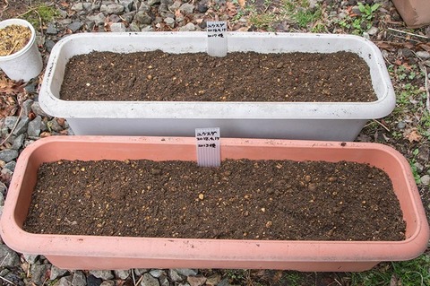 20180415yusuge_planter_1y_A2017seedB2013seed.jpg