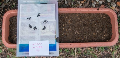 20180415yusuge_planter_1y_B2013seed01.jpg