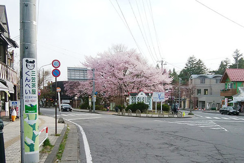 20180416rotary-sakura01.jpg