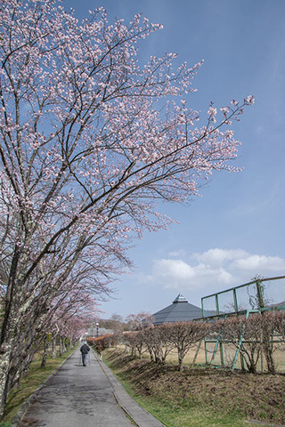 20180416yagasaki-sakura01.jpg