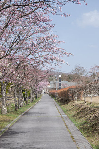 20180416yagasaki-sakura02.jpg