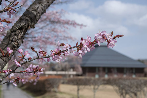 20180416yagasaki-sakura03.jpg