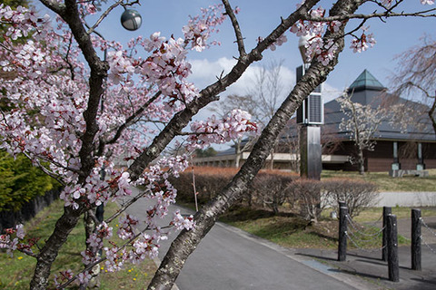 20180416yagasaki-sakura04.jpg
