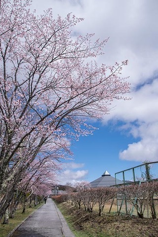 20180418yagasaki-sakura01.jpg