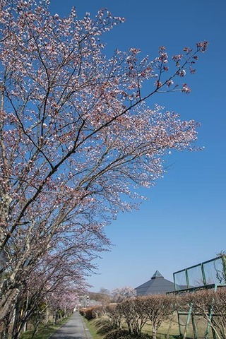 20180420yagasaki-sakura01.jpg