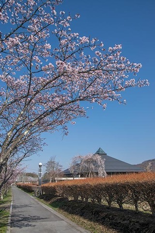 20180420yagasaki-sakura02.jpg