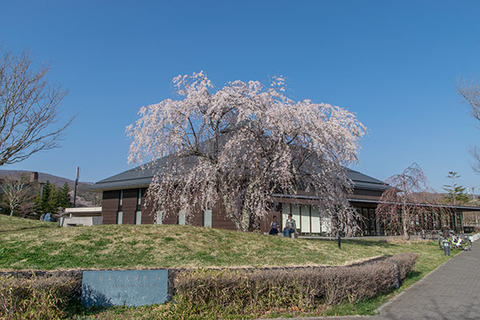20180420yagasaki-sakura05-shidare_A.jpg