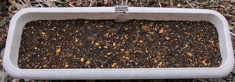 20180423yusuge_planter_1y_A2017seed01.jpg