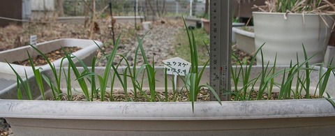 20180423yusuge_planter_2y_B_20170504-02.jpg