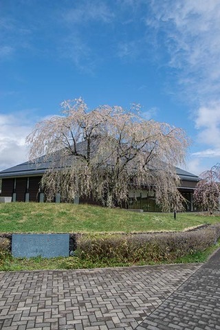 20180425yagasaki-sakura04-shidare.jpg