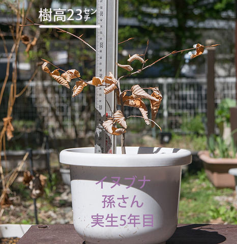 20180426inubuna_5y_son_01.jpg