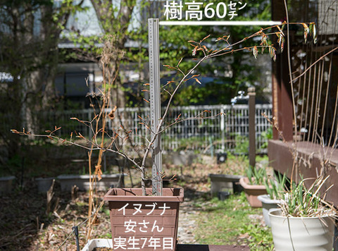 20180426inubuna_7y_an_01.jpg