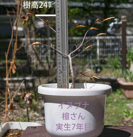 20180426inubuna_7y_dan_01.jpg