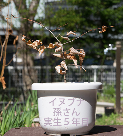 20180428inubuna_5y_son_01.jpg