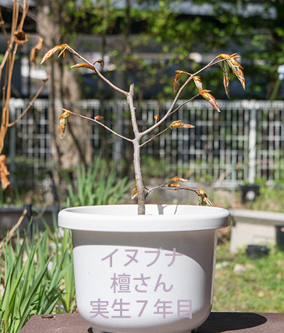 20180428inubuna_7y_dan_01.jpg