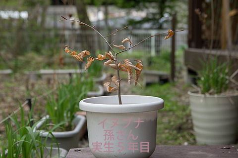 20180430inubuna_5y_son_01.jpg