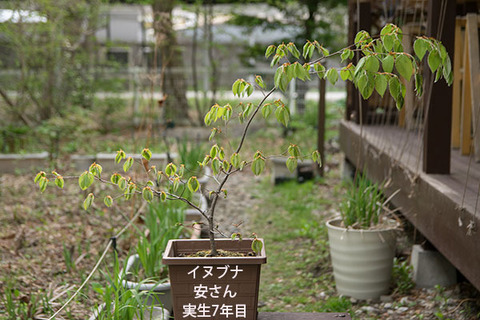 20180430inubuna_7y_an_01.jpg