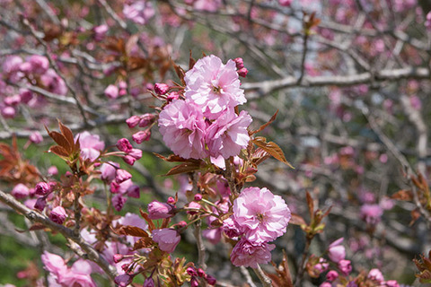 20180430yagasaki-sakura03-yae.jpg