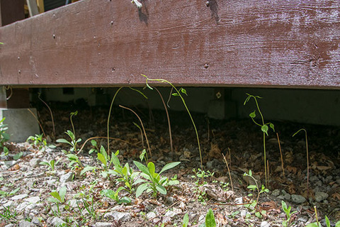 20180503midori03.jpg
