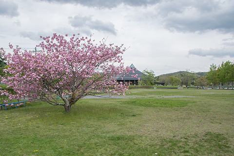 20180503yagasaki-sakura01-yae.jpg