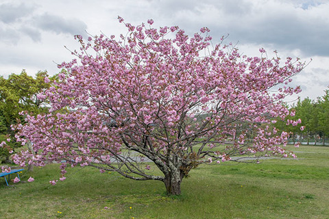 20180503yagasaki-sakura02-yae.jpg