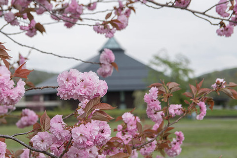 20180503yagasaki-sakura03-yae.jpg