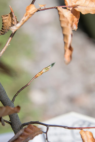20180510bunaA_5y_06.jpg