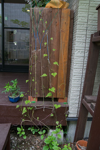 20180512midori_03.jpg