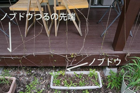 20180512midori_nobudo01.jpg