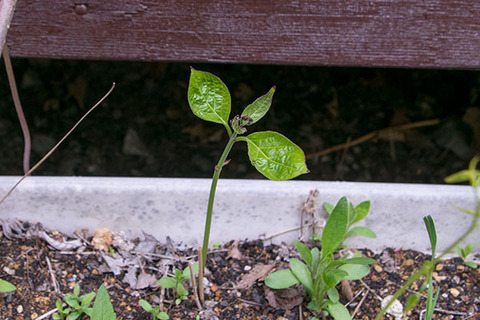 20180512midori_tsurugashiwa01.jpg
