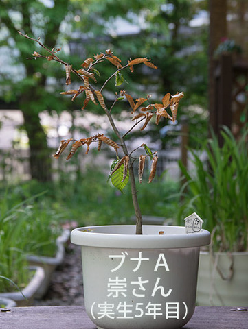 20180516bunaA_5y_01.jpg