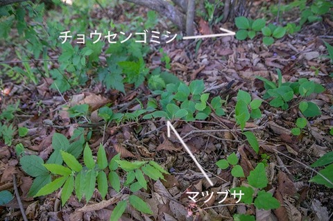 20180520matsubusa_jisei01.jpg