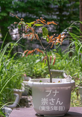 20180526bunaA_5y_01.jpg