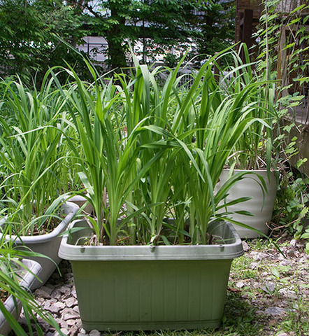 20180527yusuge_planter_10y_A01.jpg