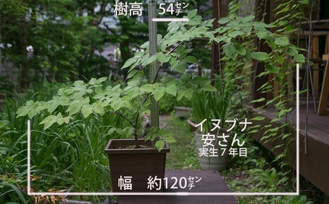 20180530inubuna_7y_an_00.jpg