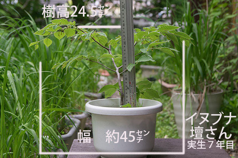 20180530inubuna_7y_dan_00.jpg