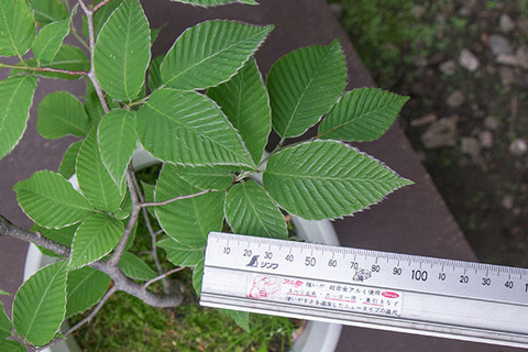 20180530inubuna_7y_dan_03.jpg