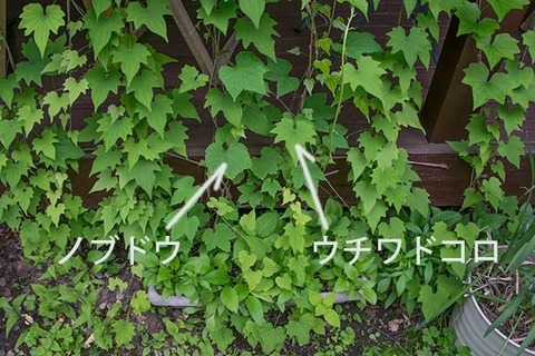 20180606midori_02.jpg