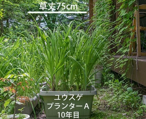 20180609yusuge_planter_10y_A01.jpg