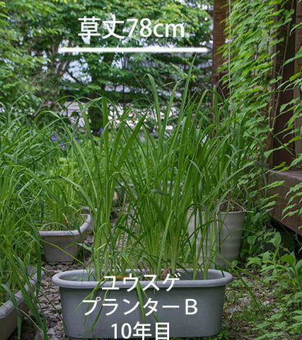20180609yusuge_planter_10y_B01.jpg