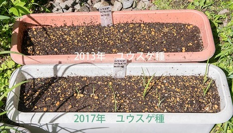 20180609yusuge_planter_1y_20172013seed01.jpg