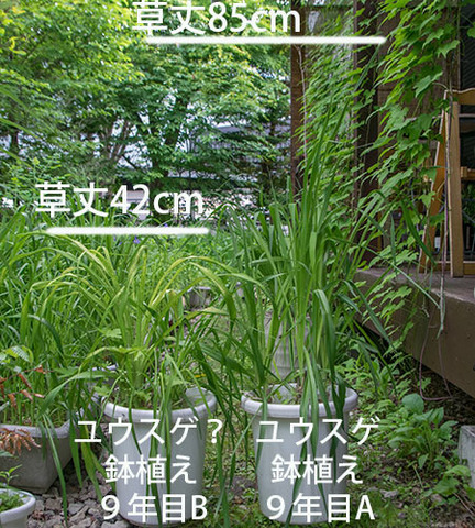 20180609yusuge_pot_9y_AB-yasuge.jpg